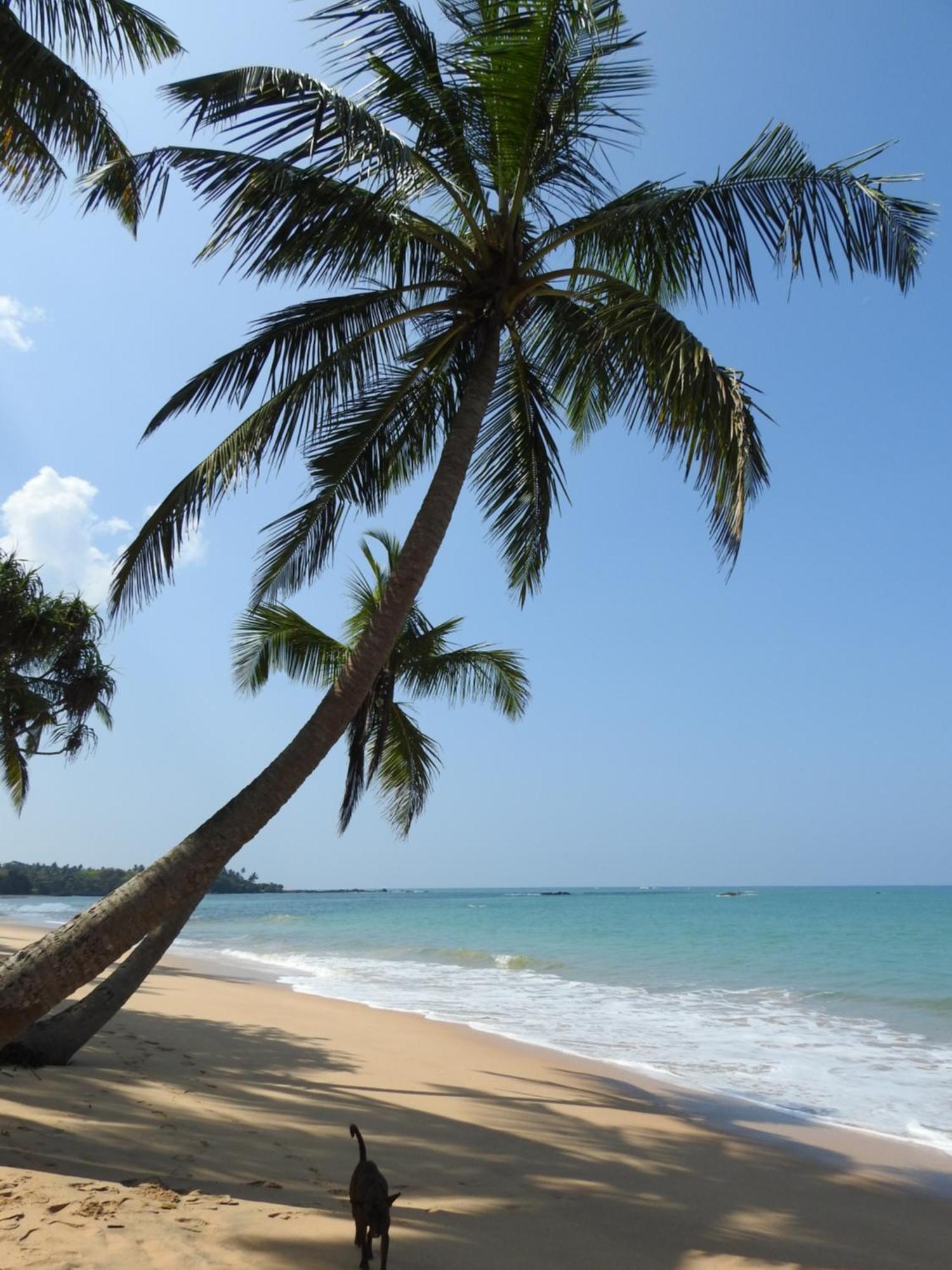 Villa Tropical Oasis 巴勒皮蒂耶 外观 照片